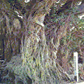 桜島町の町木のアコウ