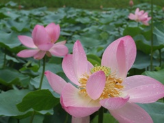 大賀ハスの花の写真