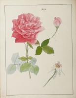 五葉「薔薇」