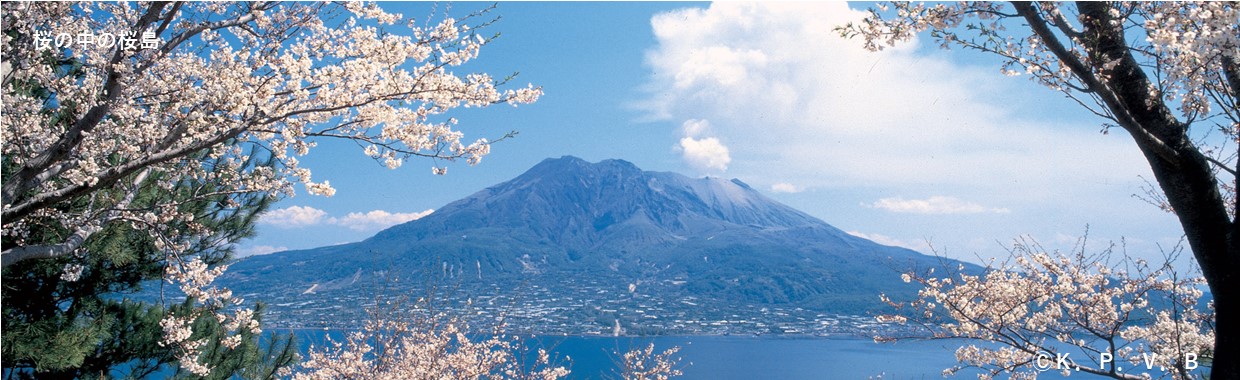 桜の中の桜島