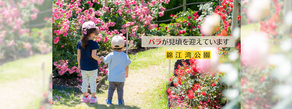 錦江湾公園のバラが見頃を迎えています