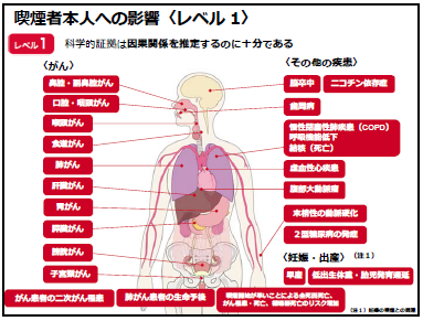 喫煙者本人への影響（レベル1：科学的根拠は因果関係を推定するのに十分である。）