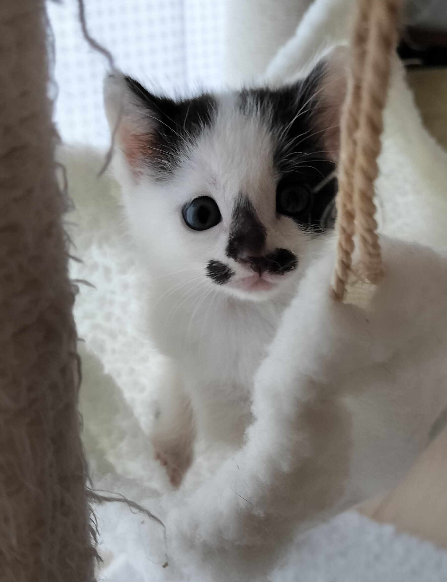 猫1