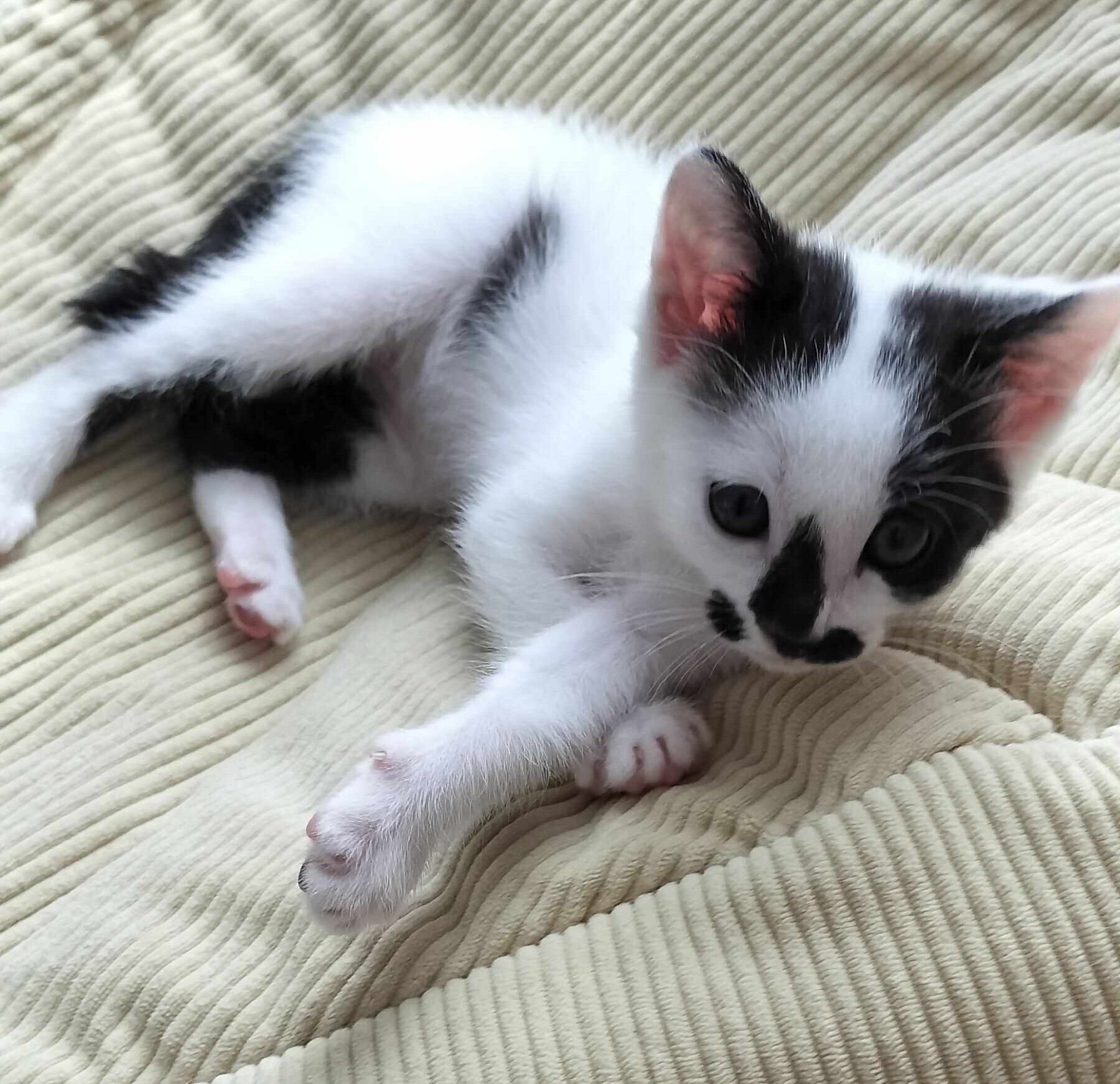 猫2