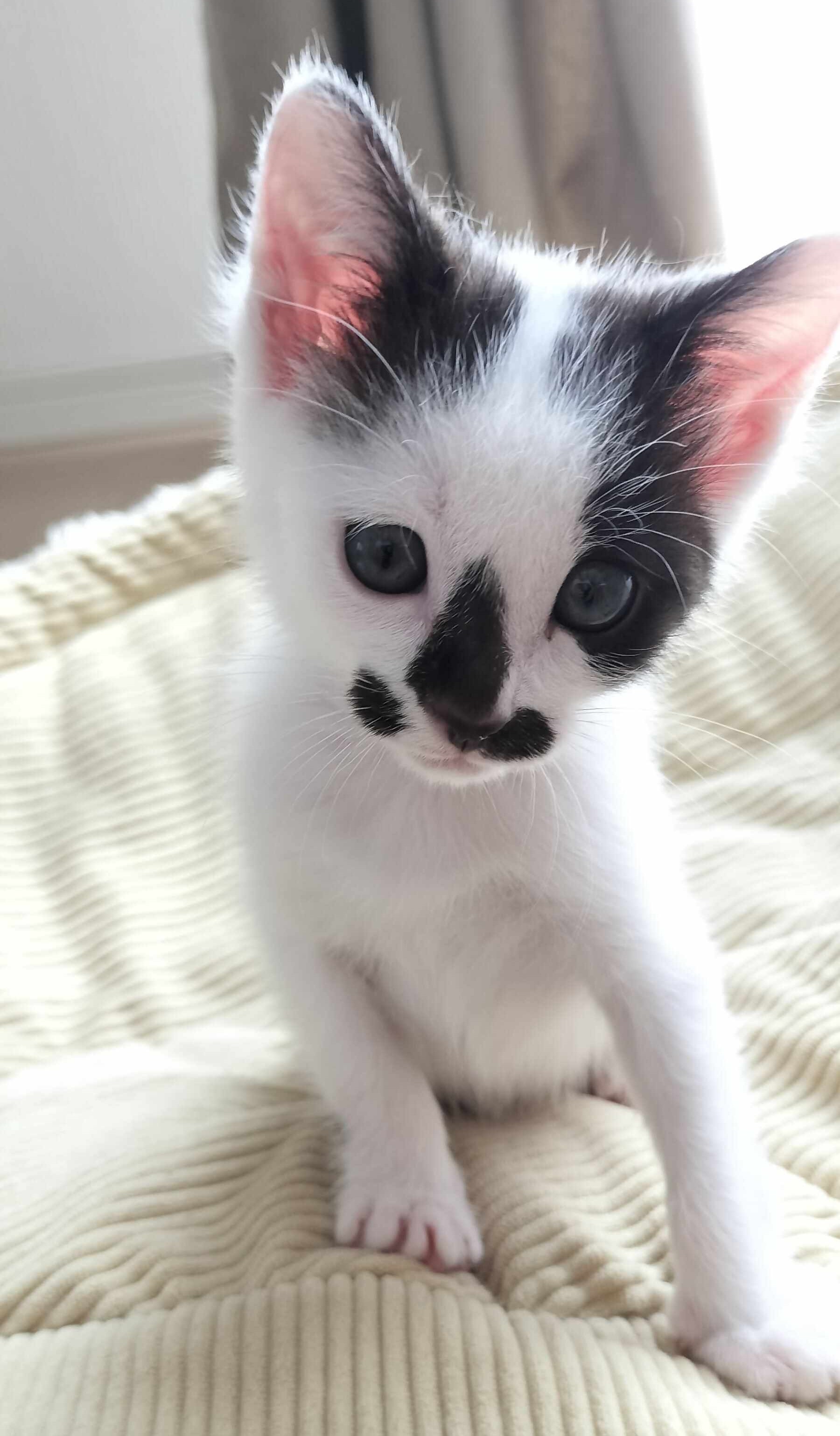 猫3