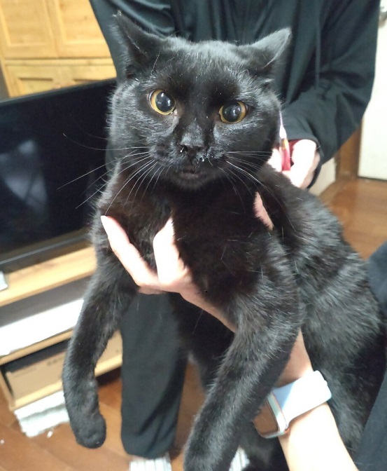 多頭飼育猫2