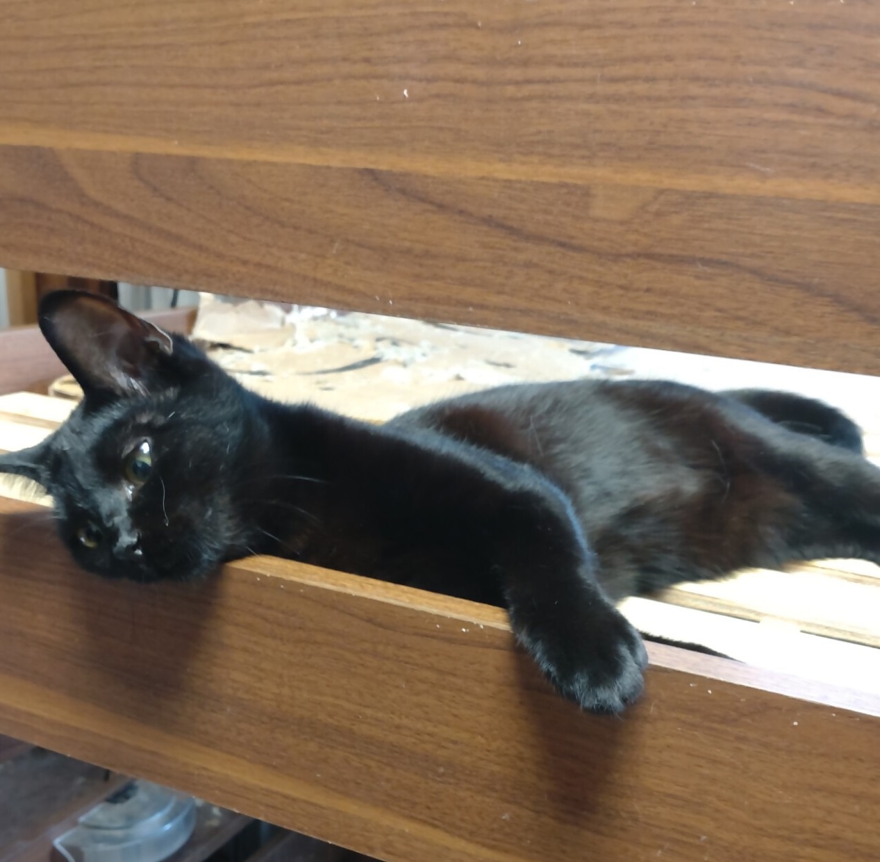 多頭飼育猫4
