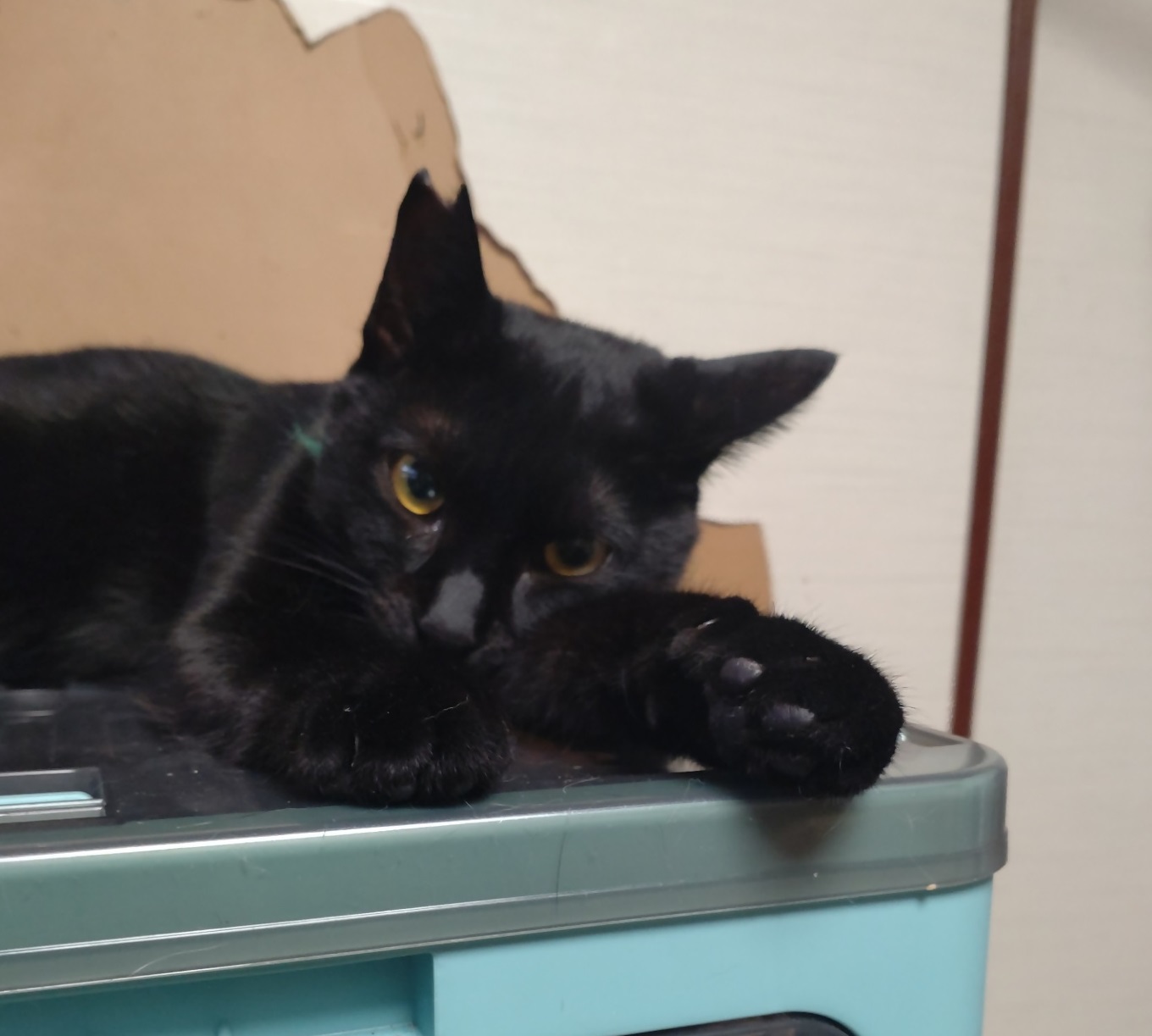 多頭飼育5