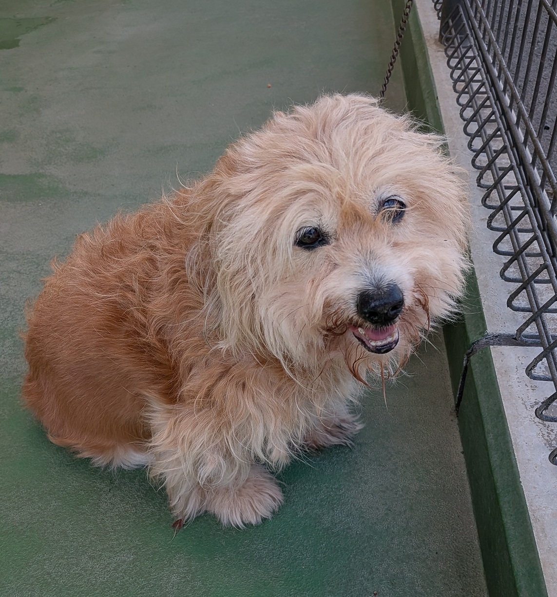 譲渡対象犬