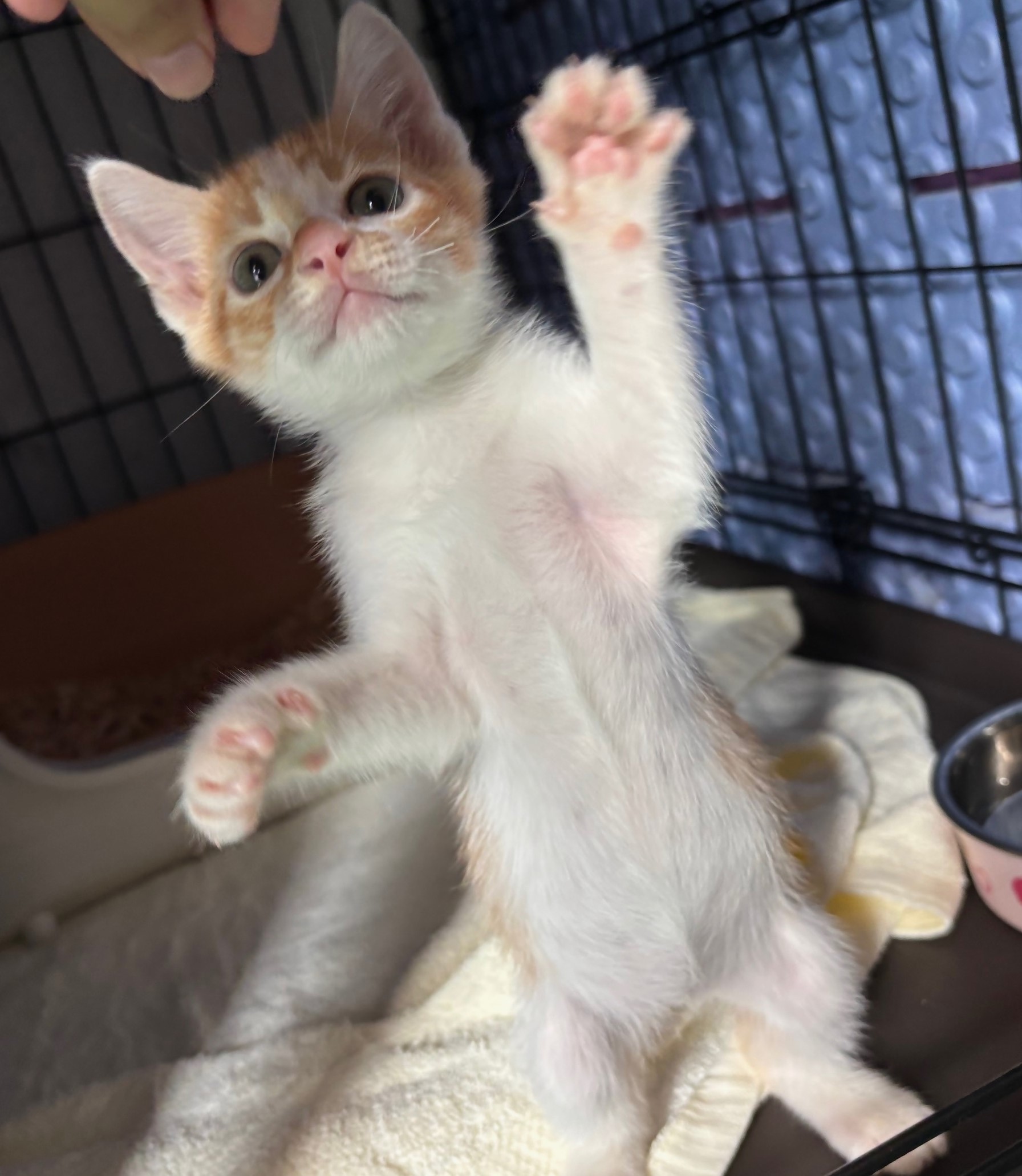 譲渡猫6-2
