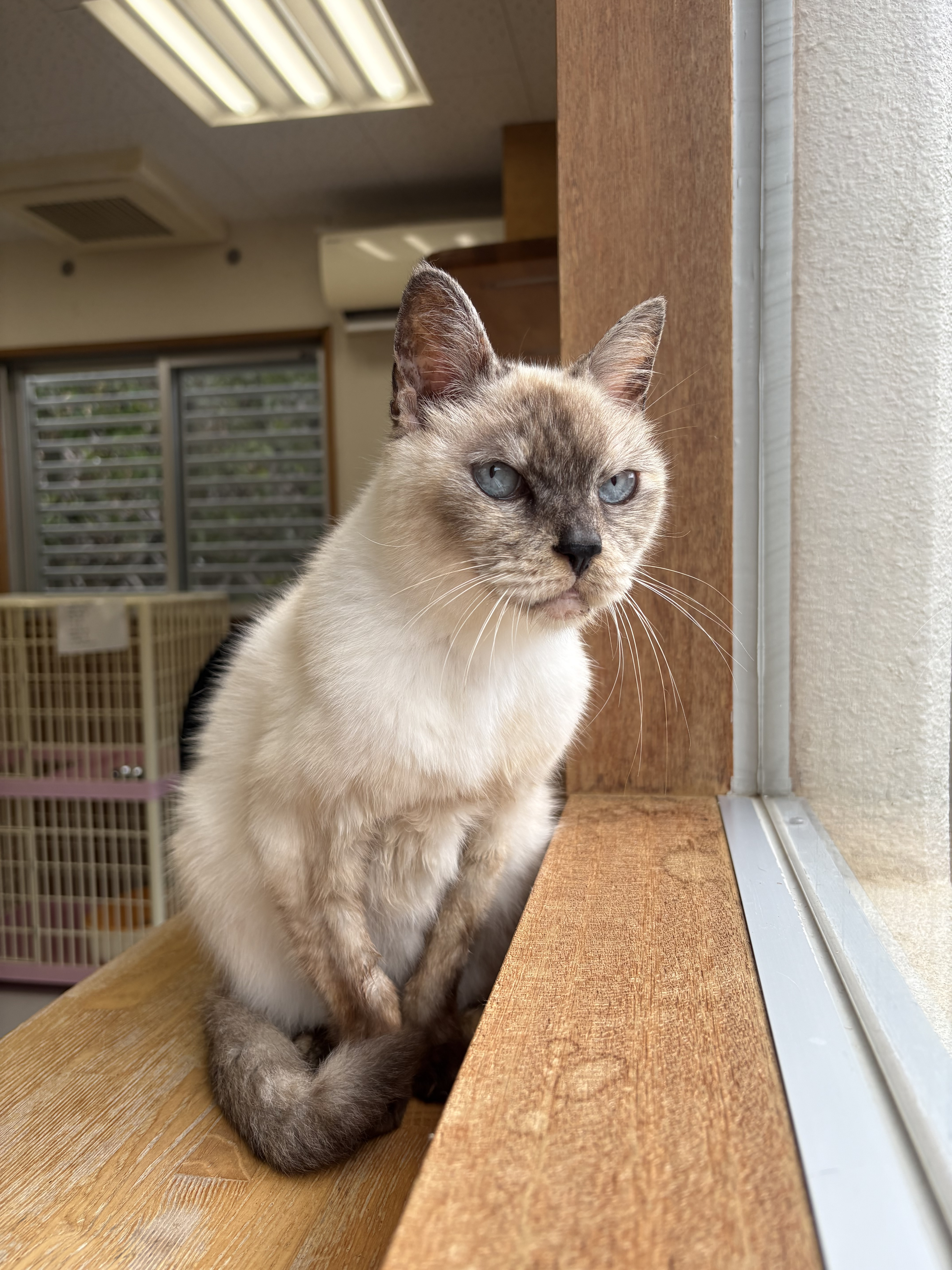 猫2