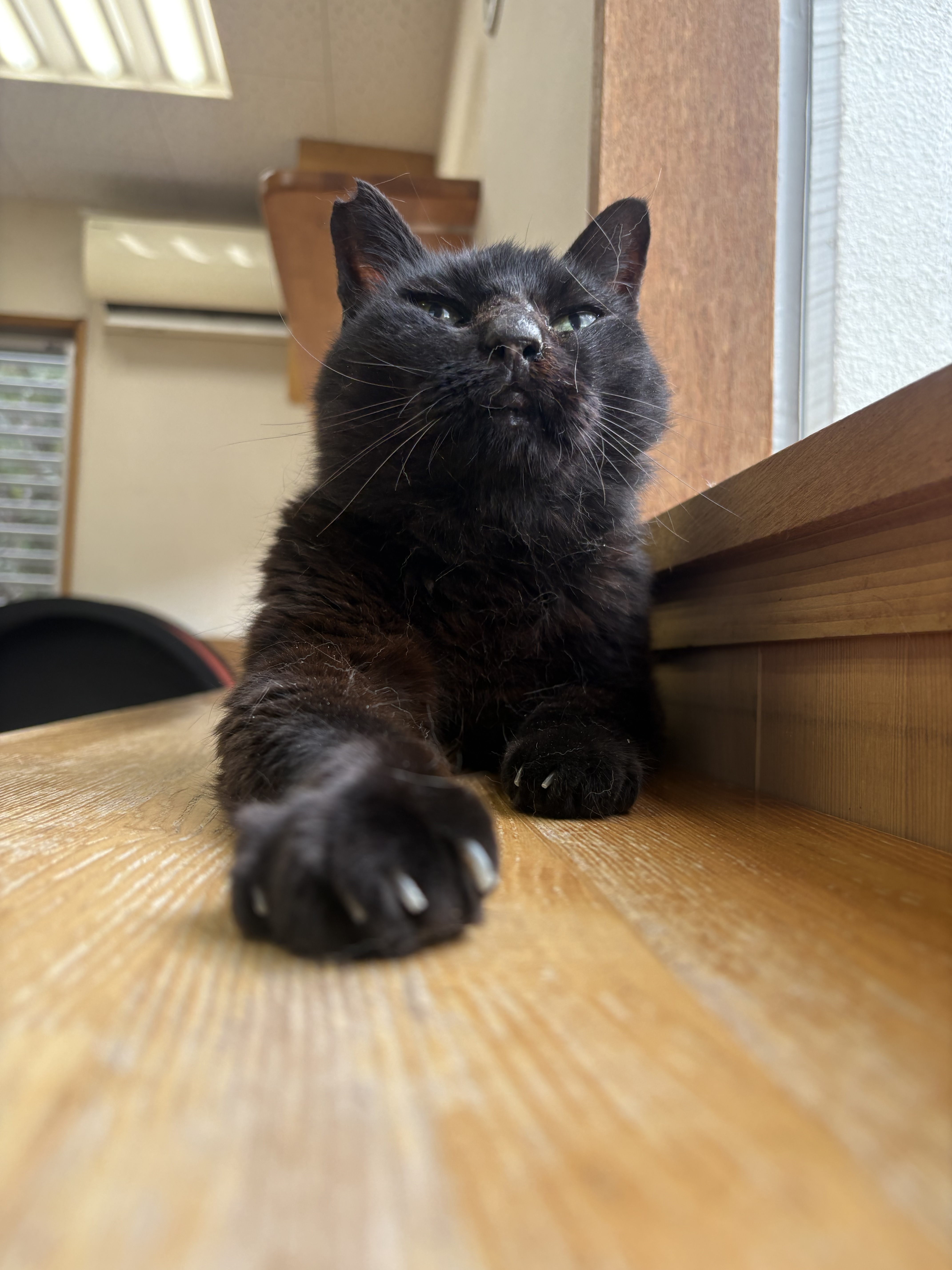 猫3