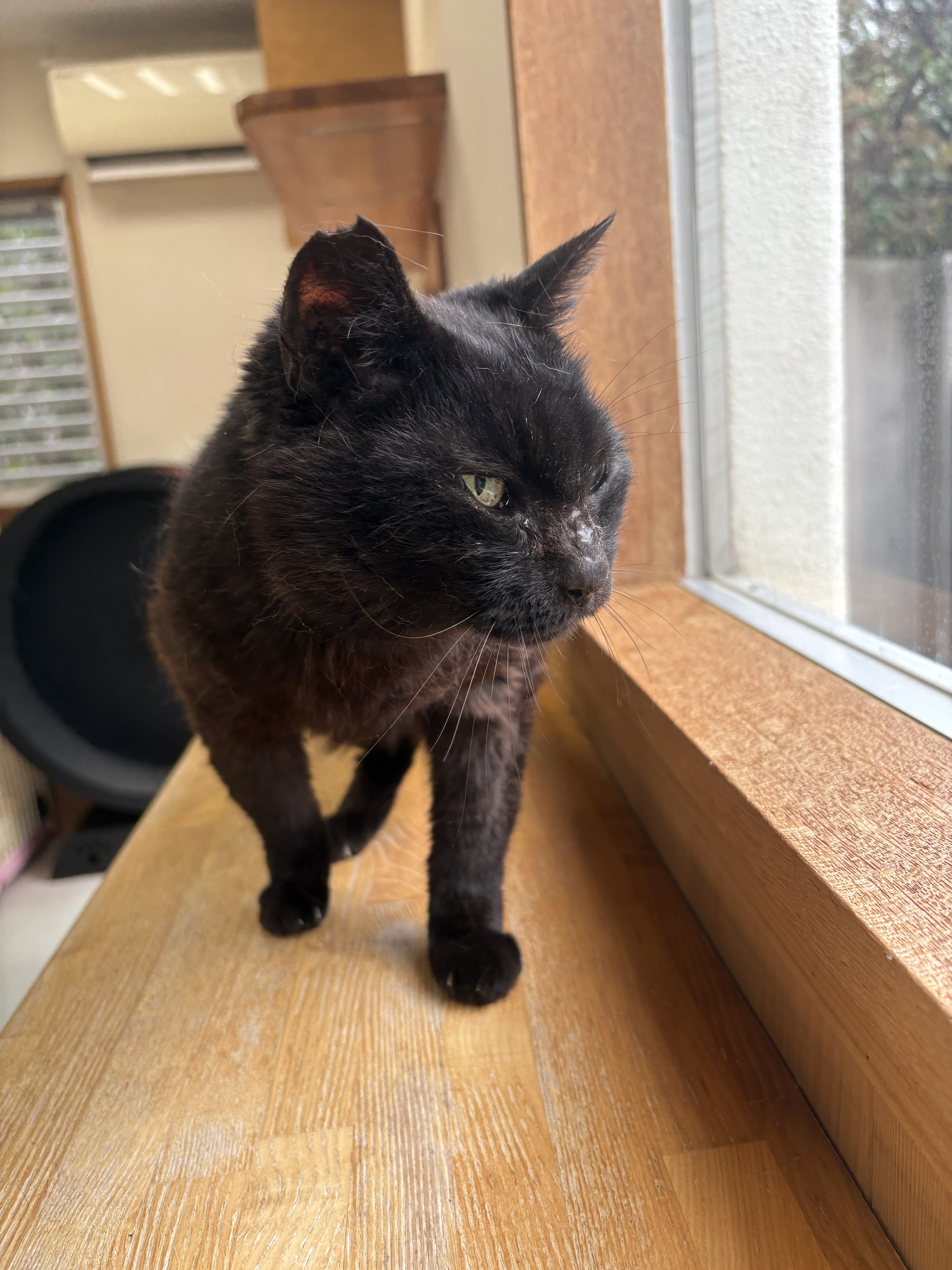 猫3-2