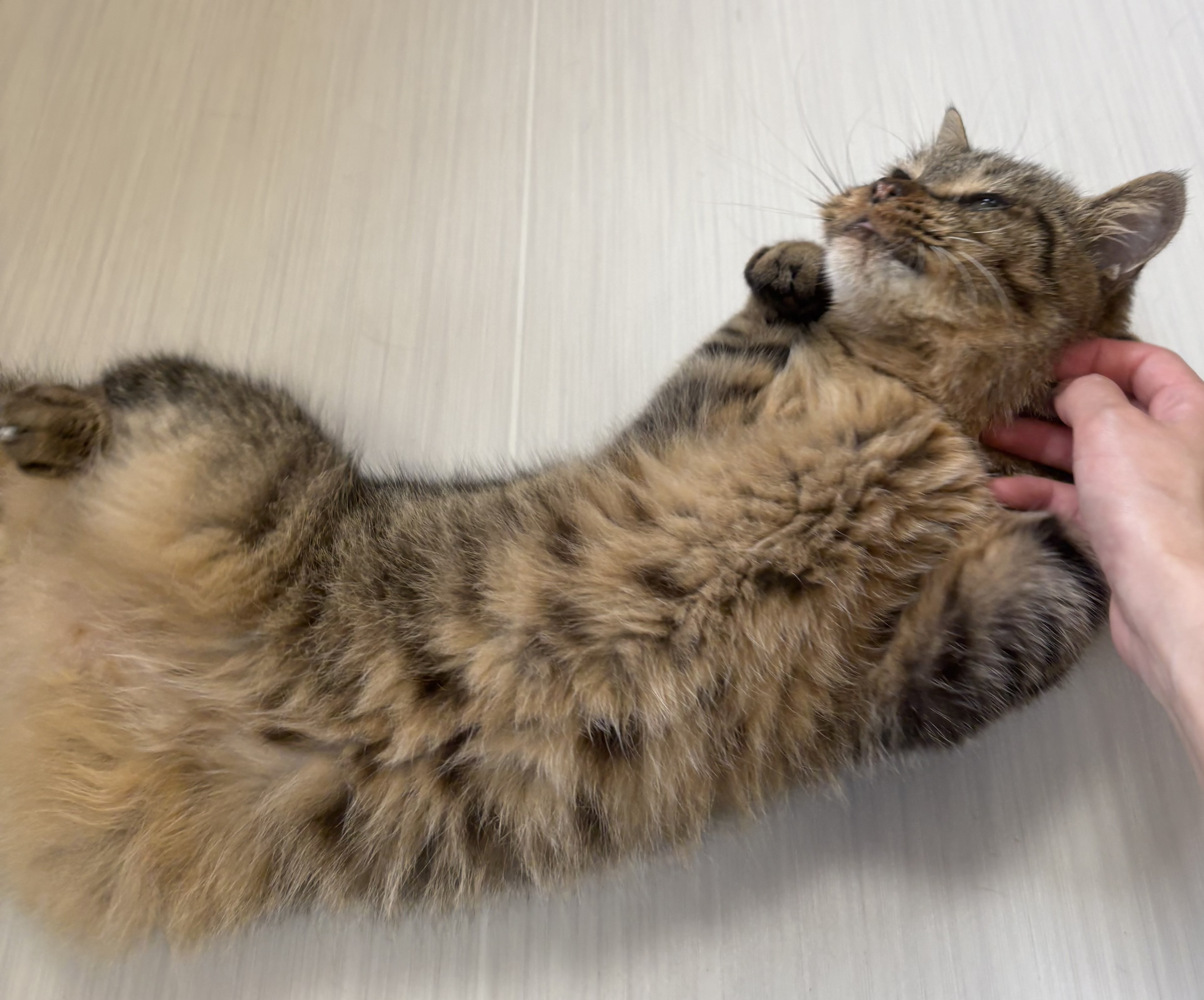 猫4-3
