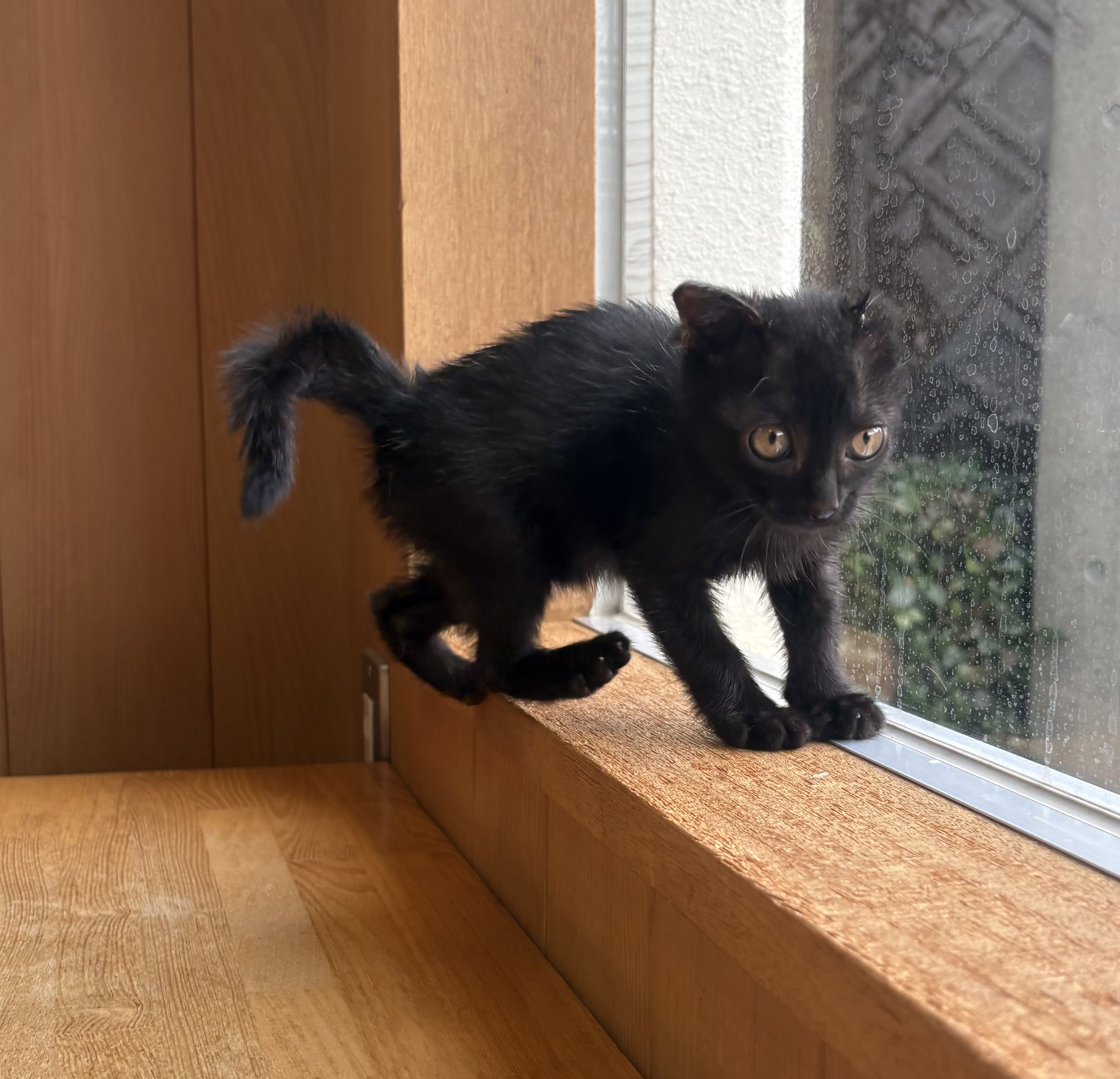 猫5