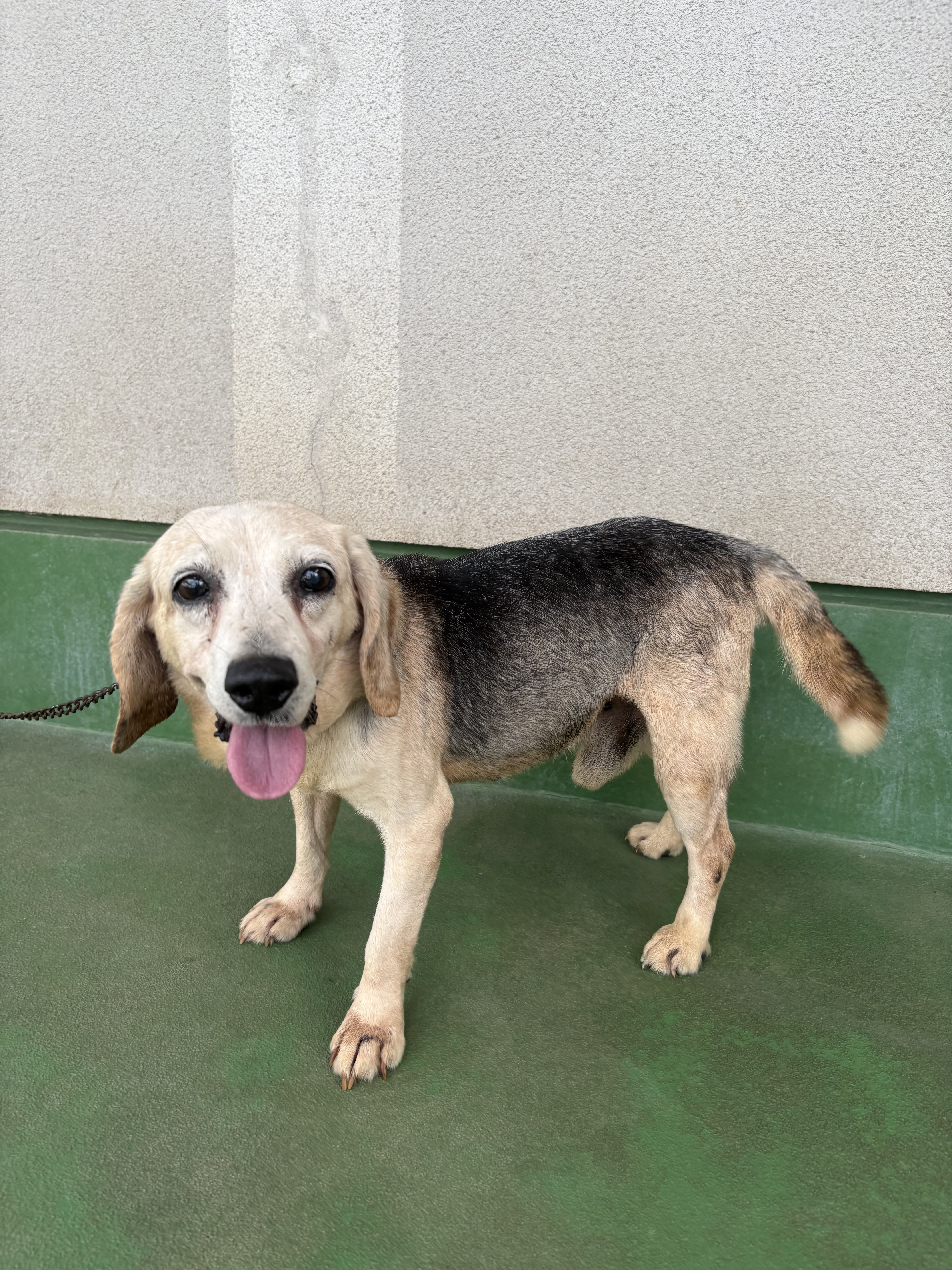 犬2