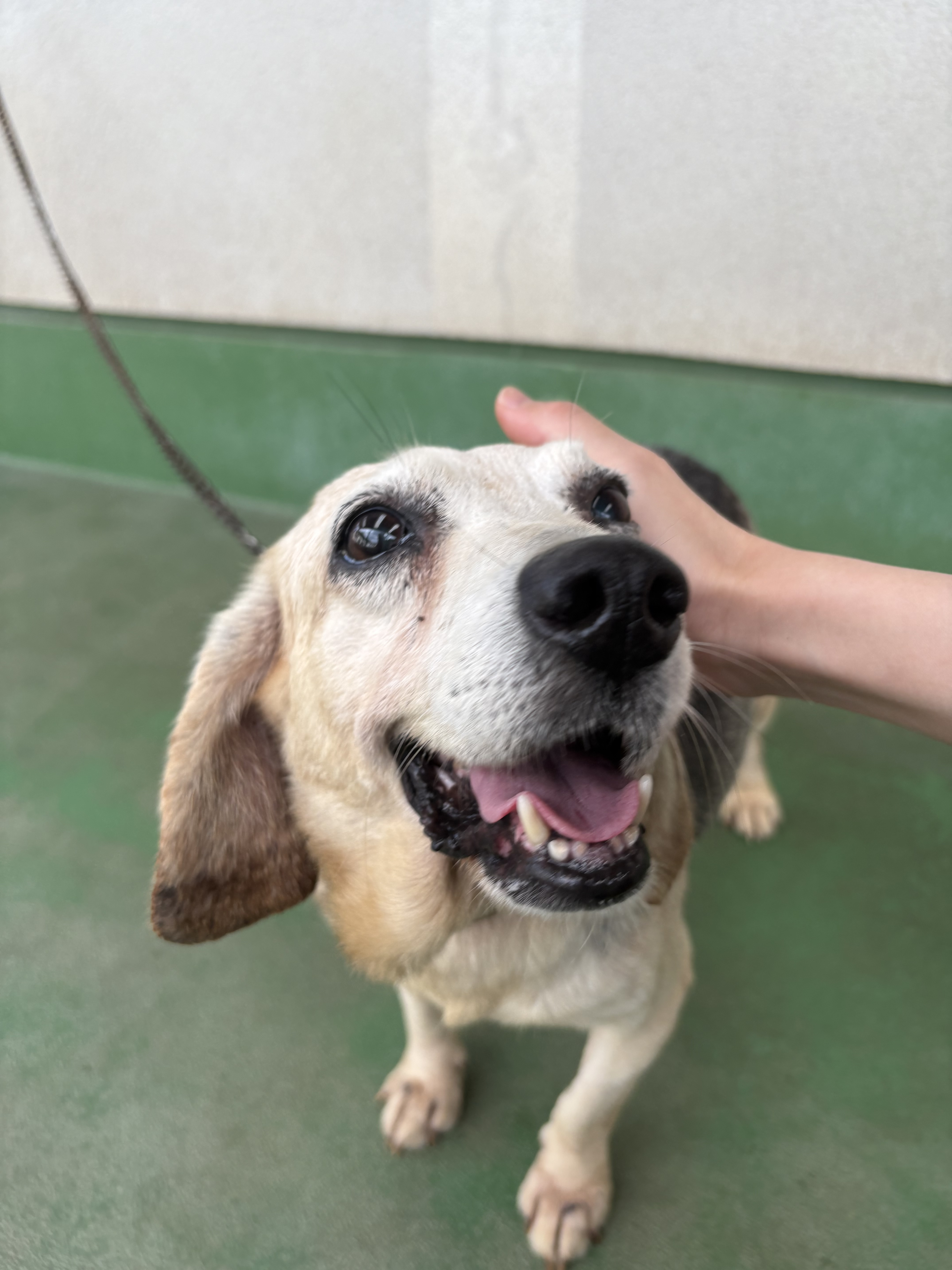 犬2-1