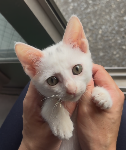 譲渡猫5-2