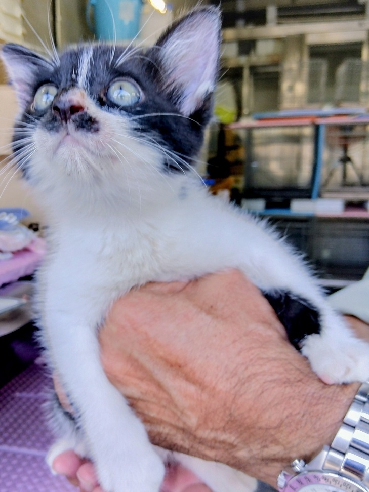 飼い主募集黒白2か月