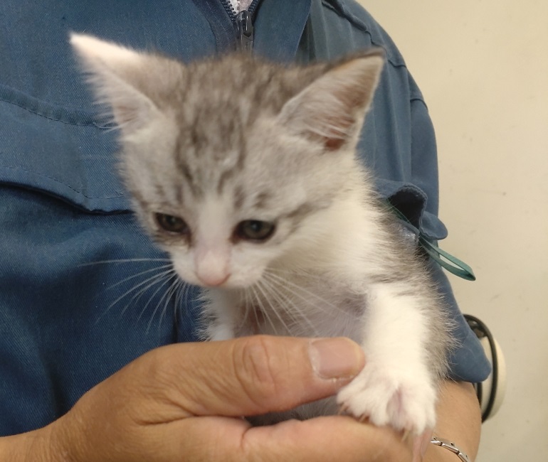 灰白子猫2