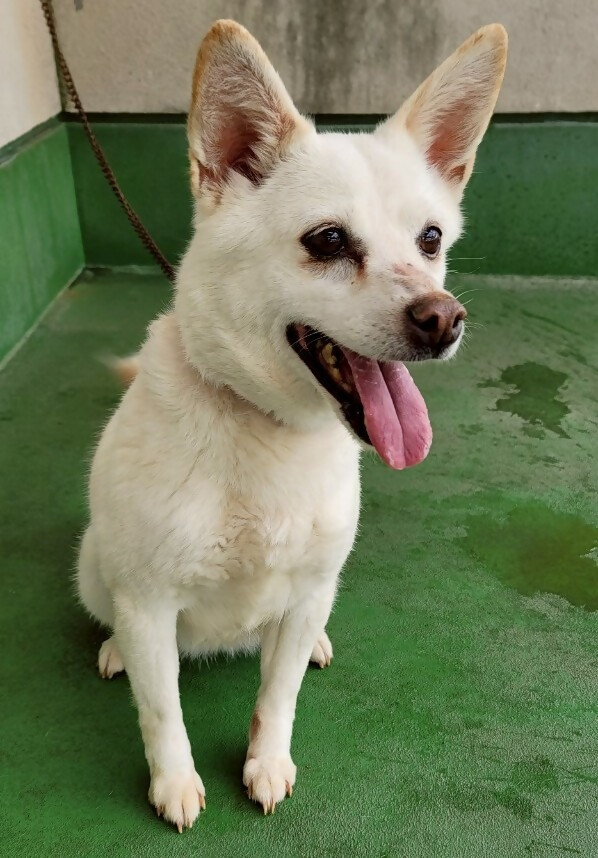 飼い主募集犬白