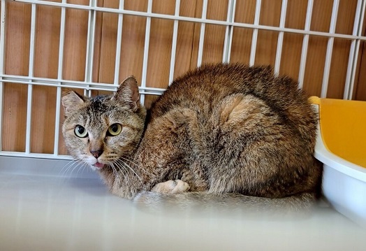 飼い主募集猫キジ猫
