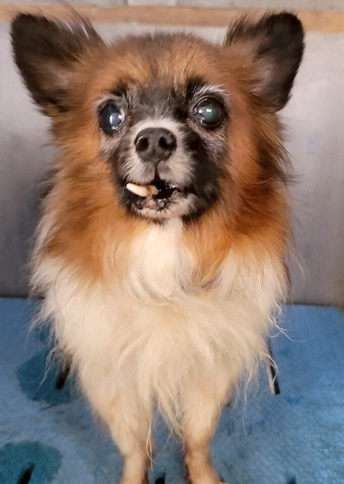 パピヨン7歳飼い主募集犬