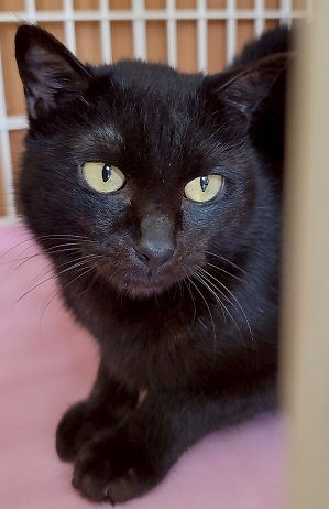 飼い主募集猫黒