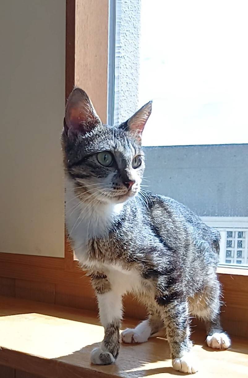 白キジ雌
