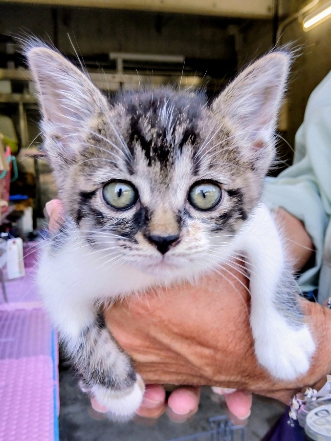 飼い主募集黒キジ白2か月