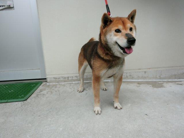 喜入一倉町迷い犬4月14日雑種
