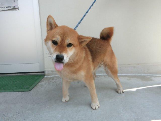 下福元町迷犬柴1