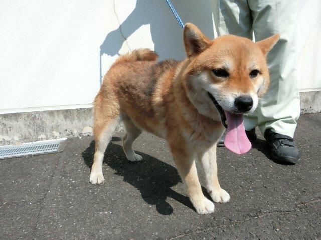 下福元町迷犬柴2