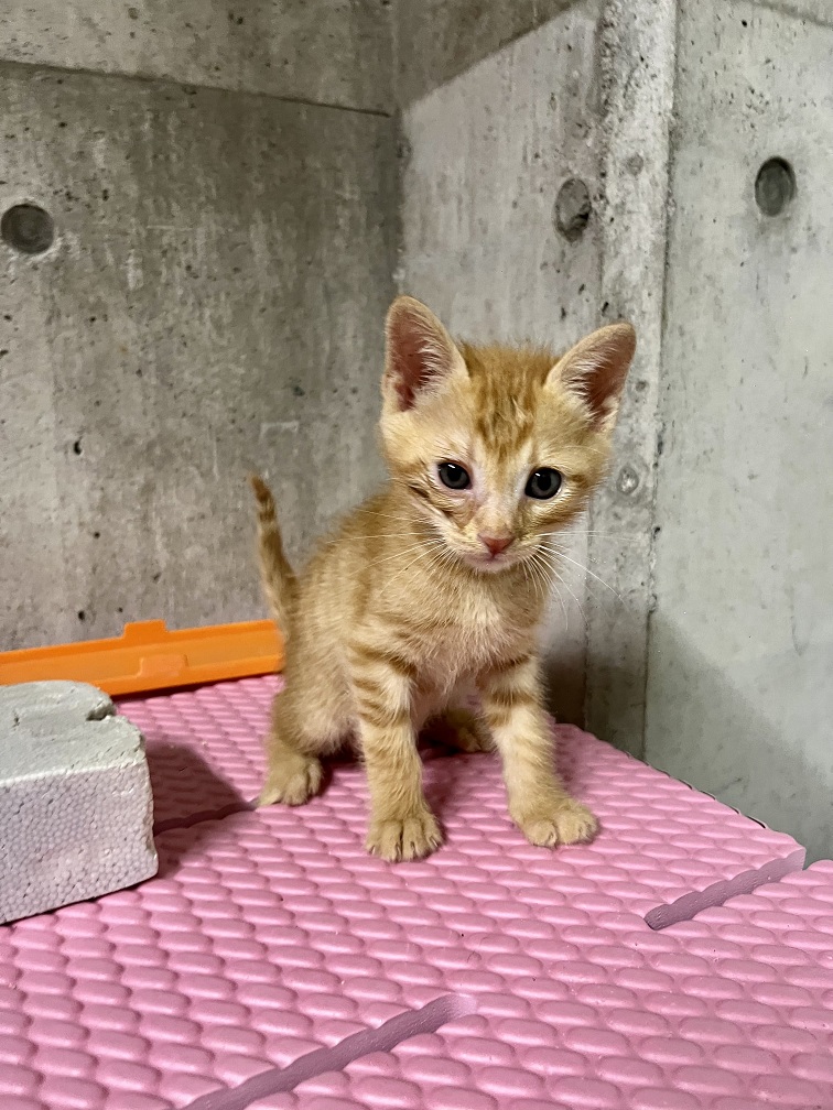 茶トラ子猫7