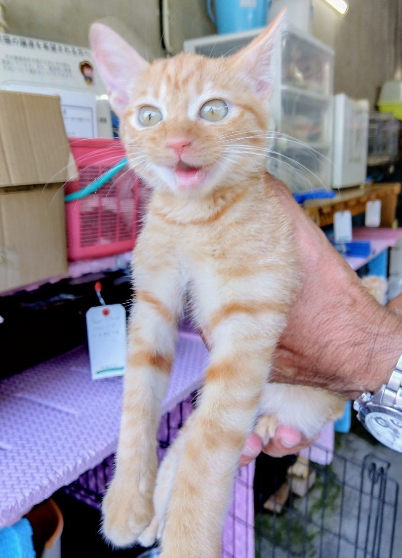 飼い主募集茶キジ3か月