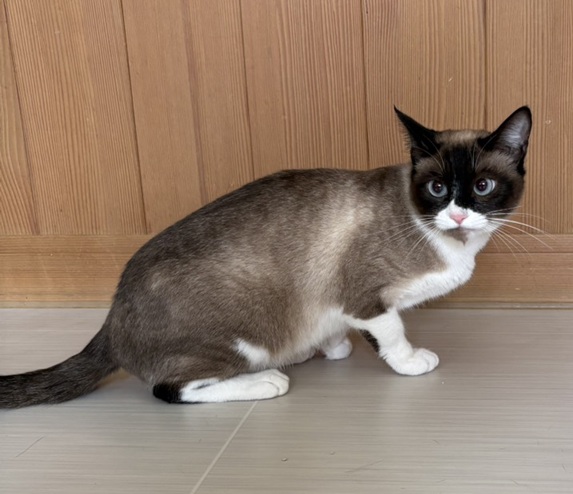 シャム2