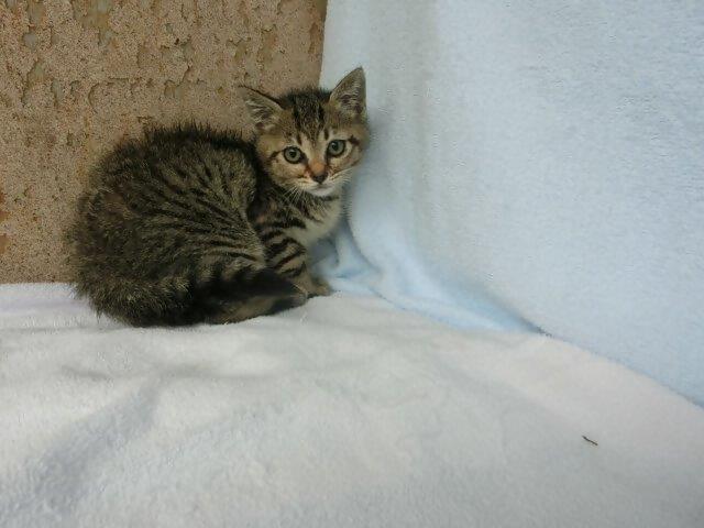 譲渡対象猫黒キジ猫2か月1