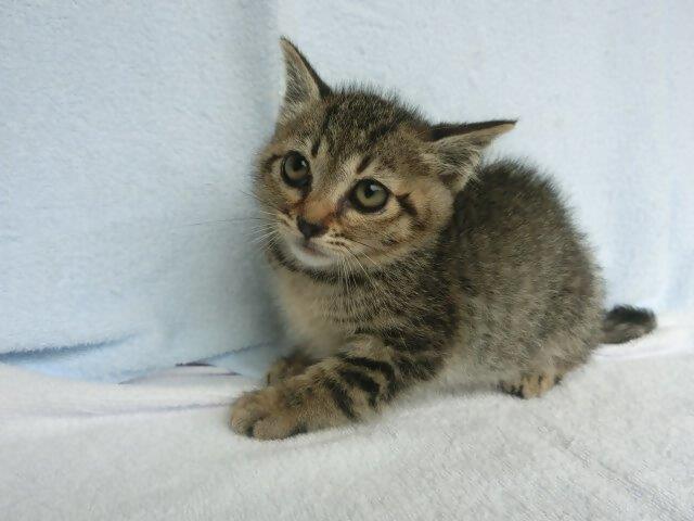 譲渡対象猫黒キジ猫2か月2