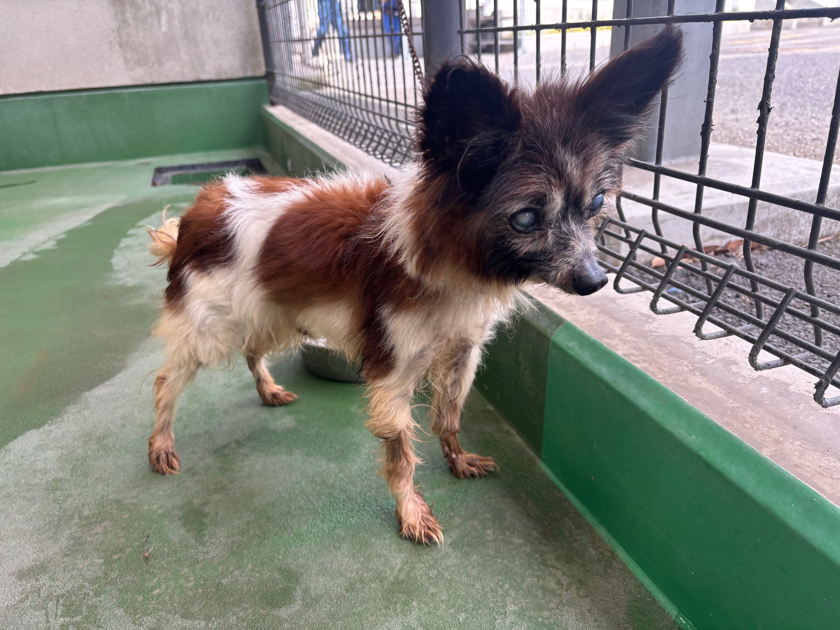 飼い主募集犬パピヨン2