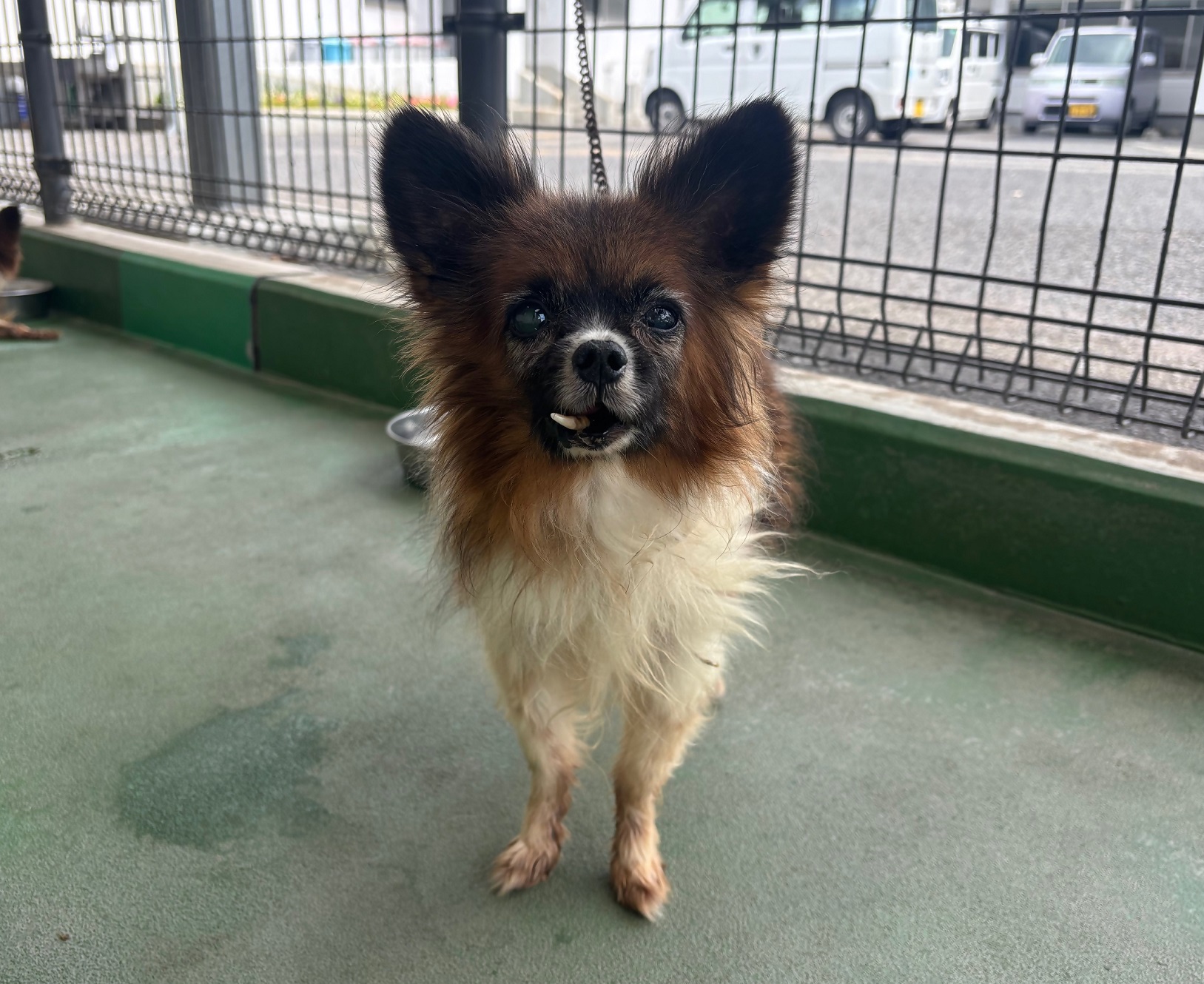 飼い主募集犬パピヨン
