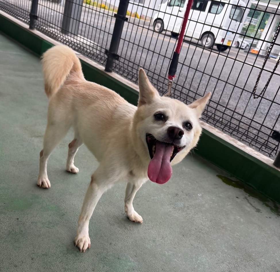 譲渡犬1-1