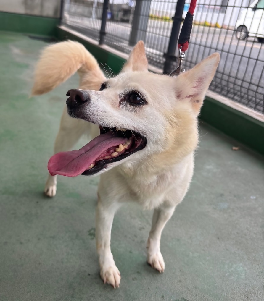 譲渡犬1-2