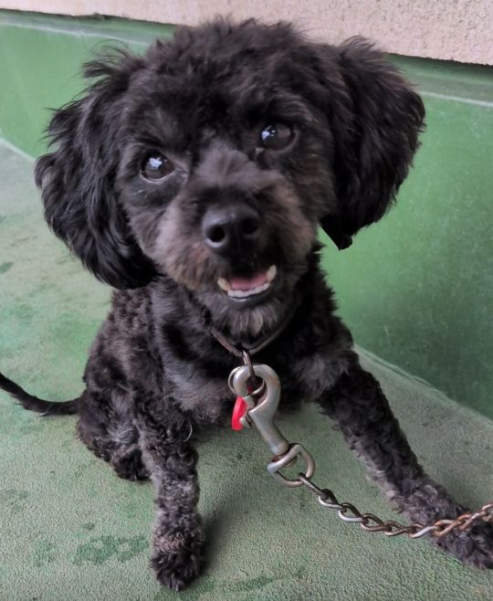 譲渡犬