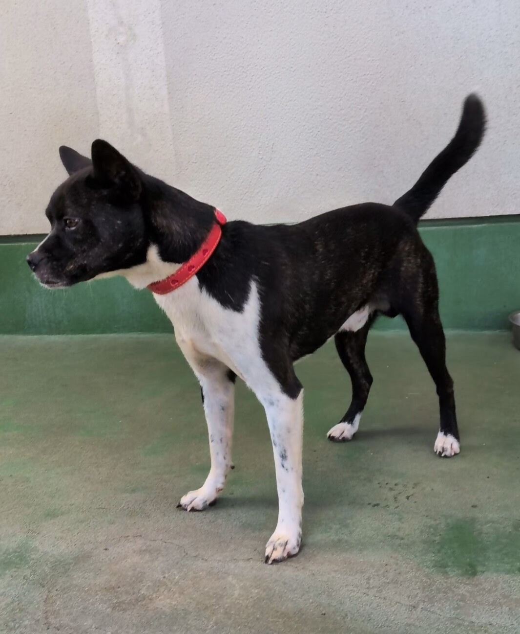 犬1