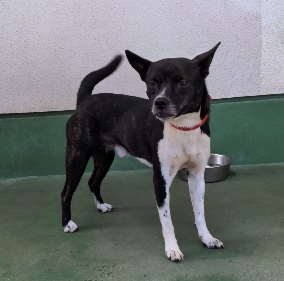 犬2