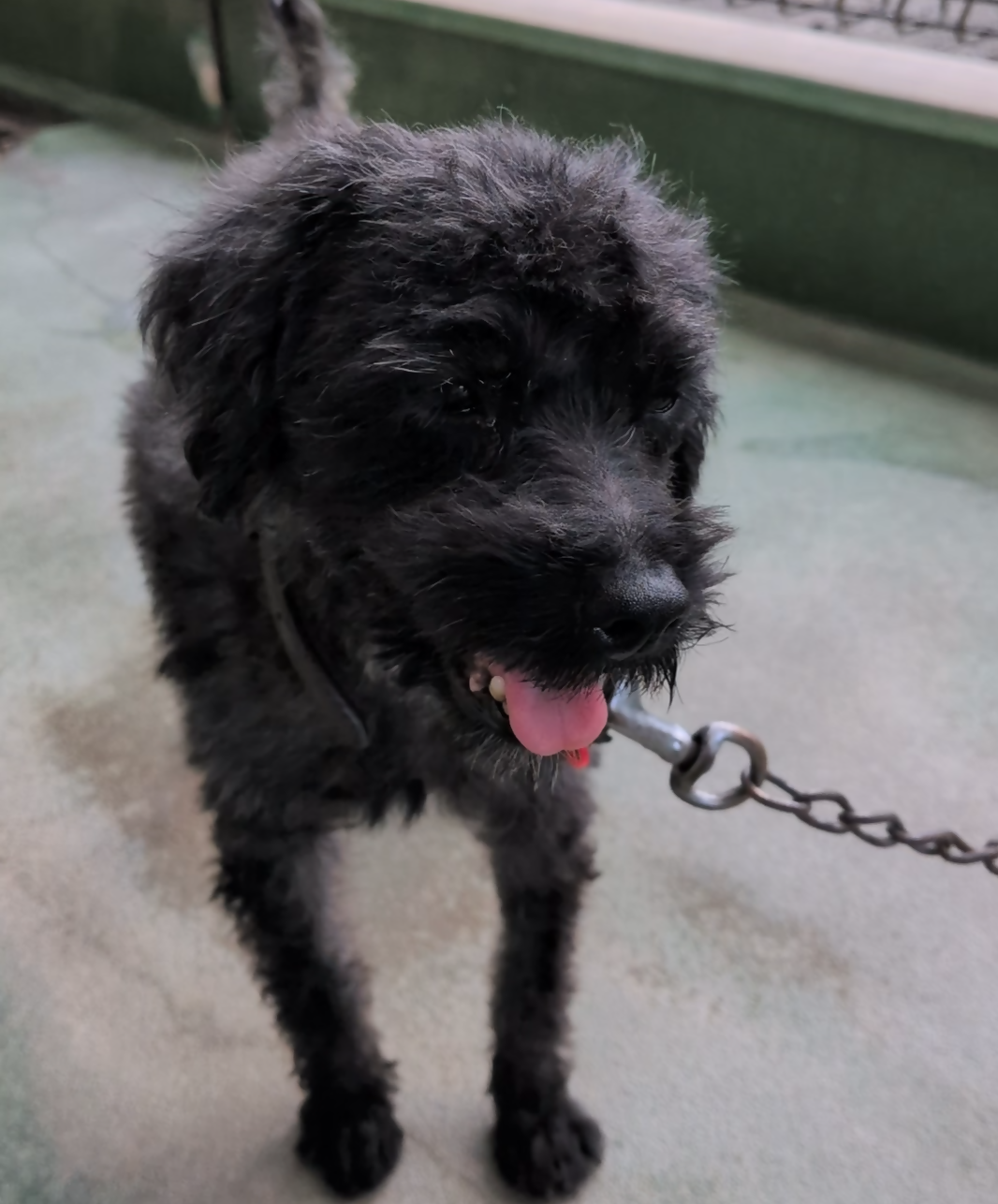 犬2
