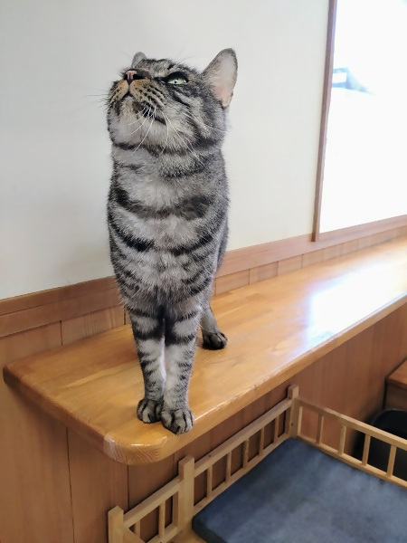 クロキジ飼い主募集去勢雄