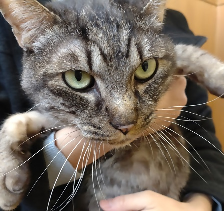 オス去勢クロキジ飼い主募集
