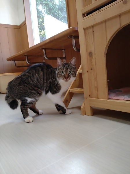 キジ白飼い主募集雌