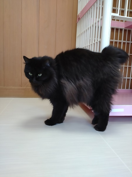 黒飼い主募集猫メス
